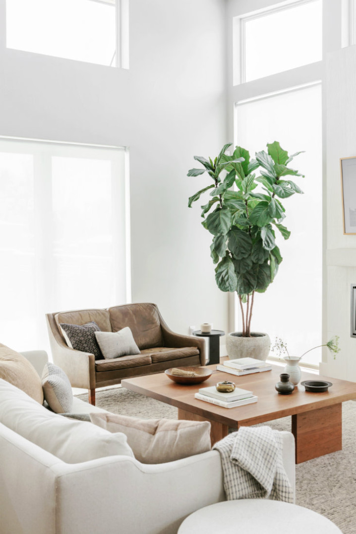 living-room-indoor-plant-denver-co