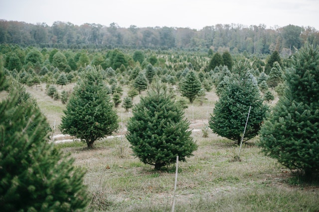 Sustainable Holiday Decor Tree Farm 1